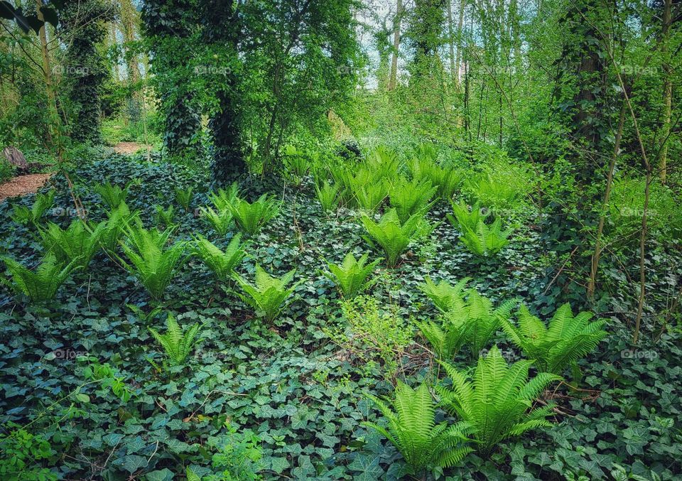 Ferns in bloom