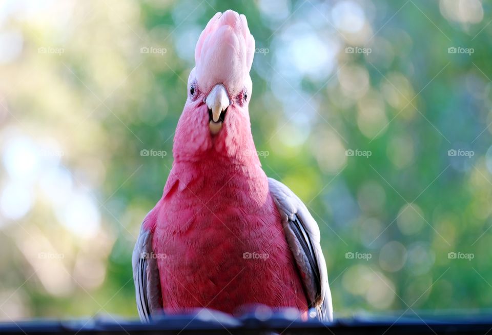 Uninvited guest on the balcony