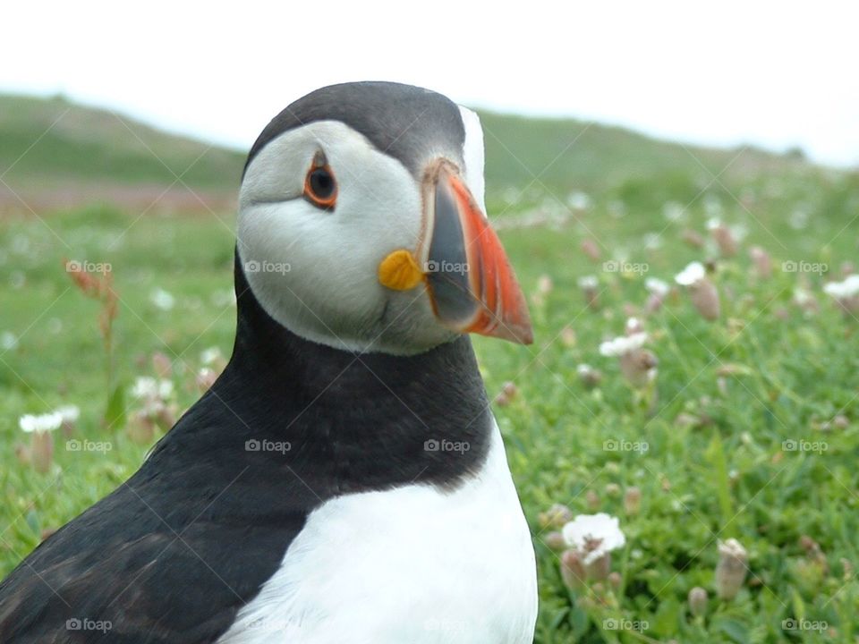 Puffin . Puffin on Skomer Island, Wales 