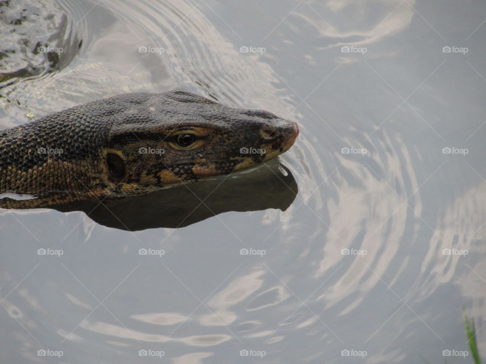 Water monitor lizard swimming at Lumpini Park Bangkok Thailand 