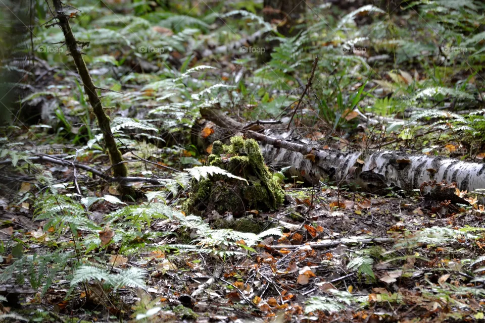 forest