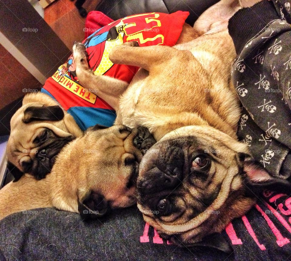 pug snugs