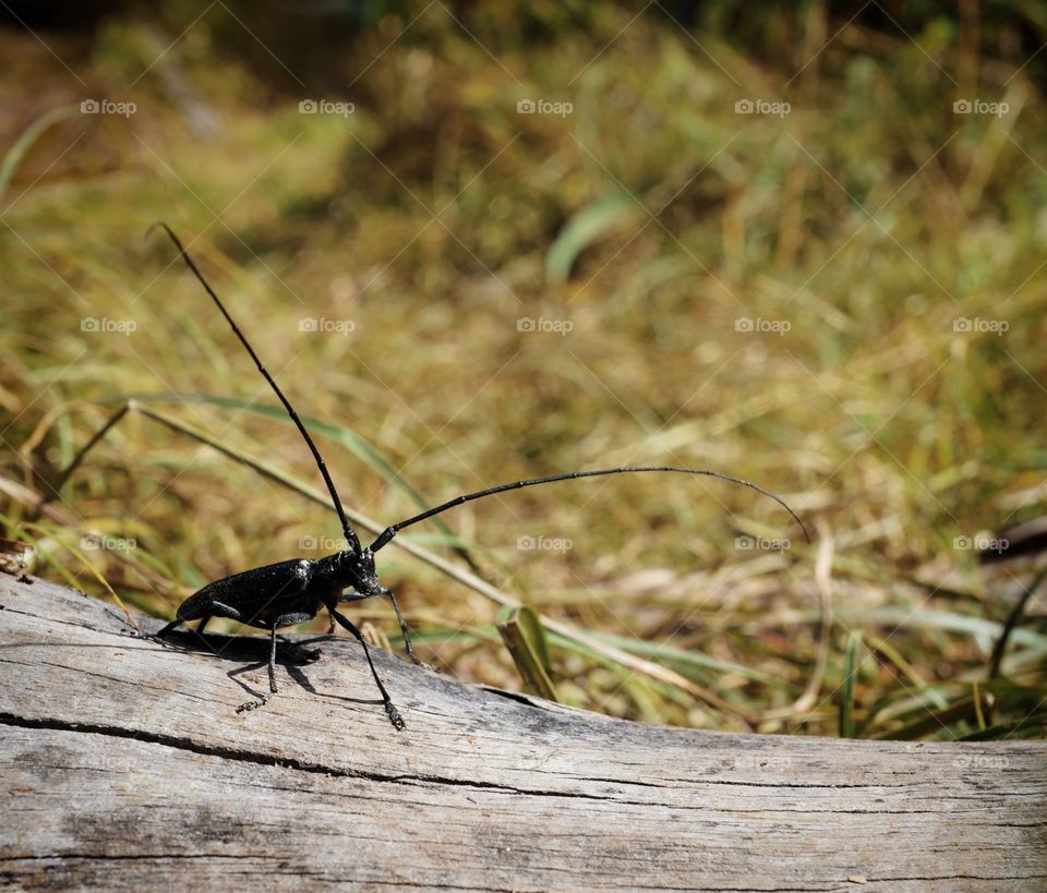 black bug with looong mustache