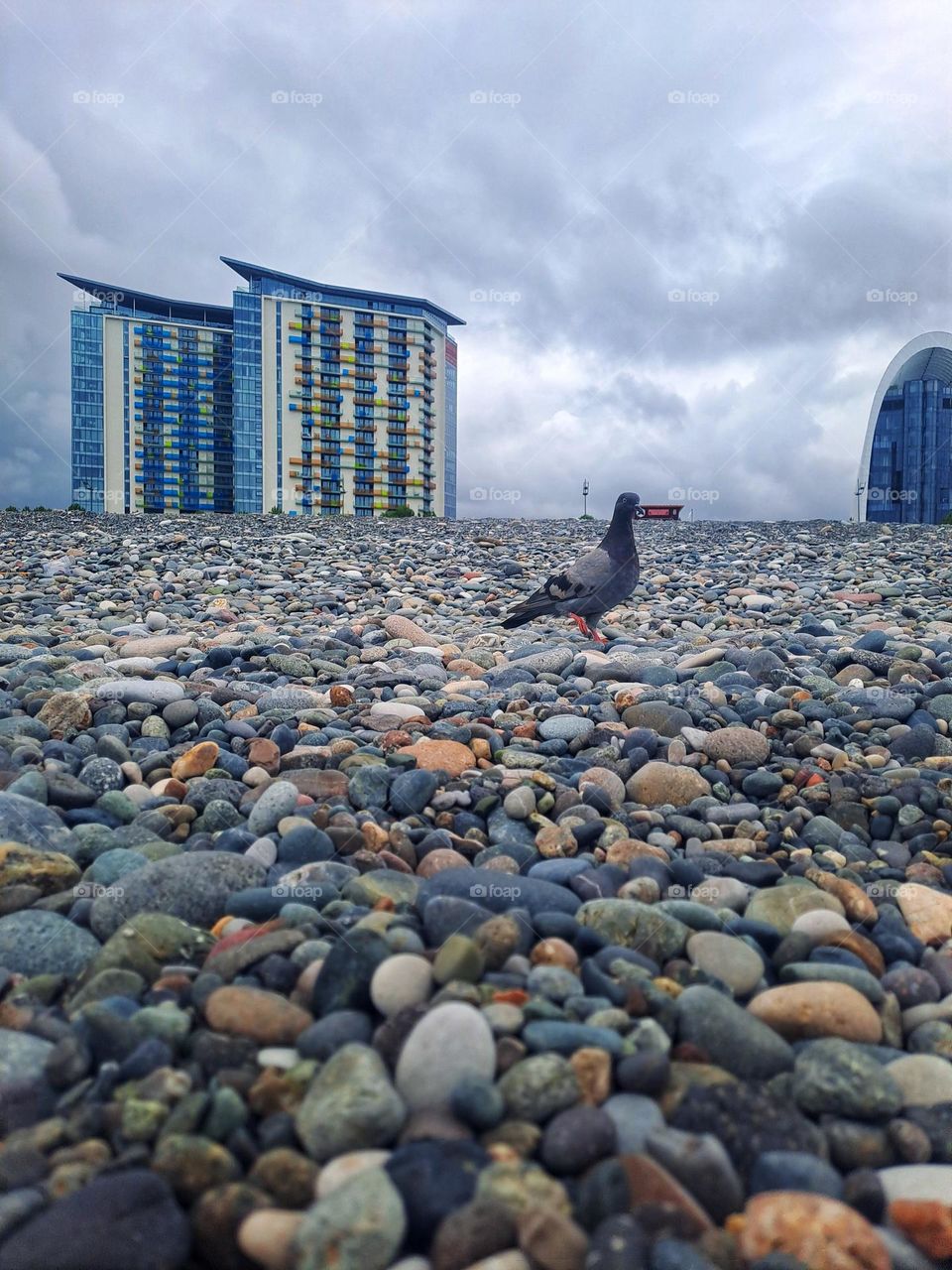 A dove in the background of modern architecture