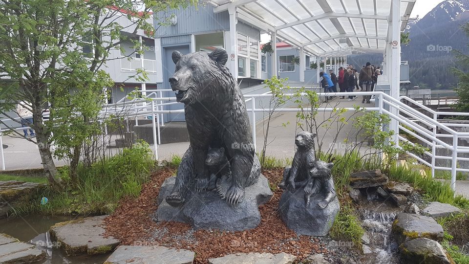 bears in front of salmon farm Jeneau Alaska