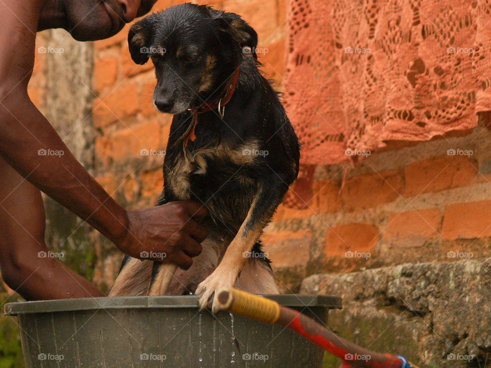 Bath on the dog!