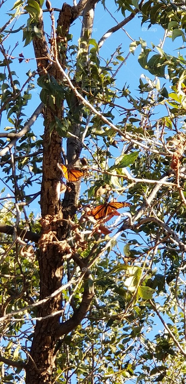 Monarch butterflies on their way to Mexico