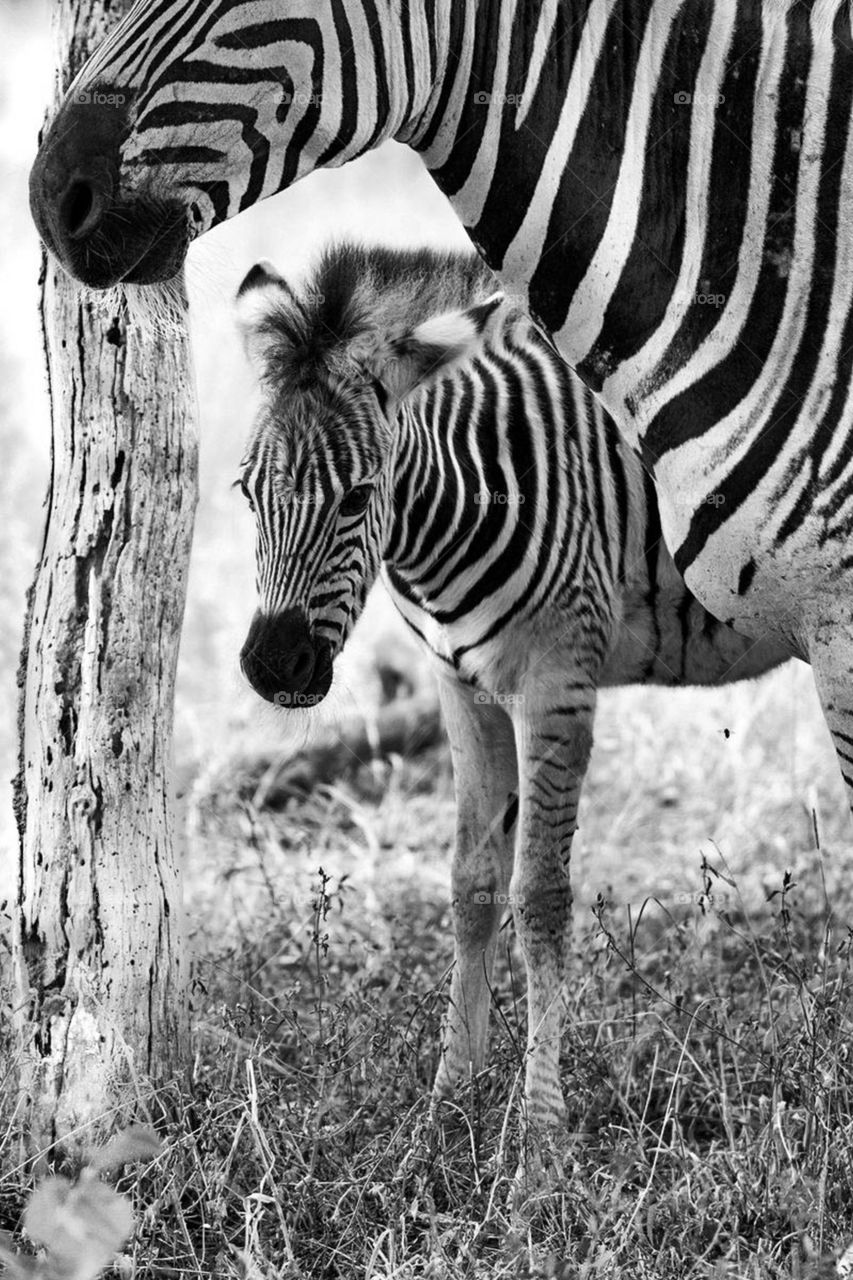 Baby zebra staying close to mom by hiding under her.
