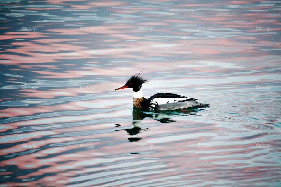 Wild duck on a lake coloured by a sunset