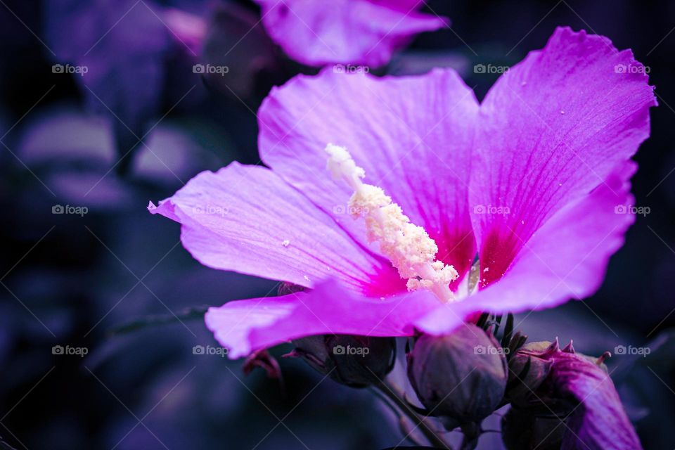 A purple flower - still life