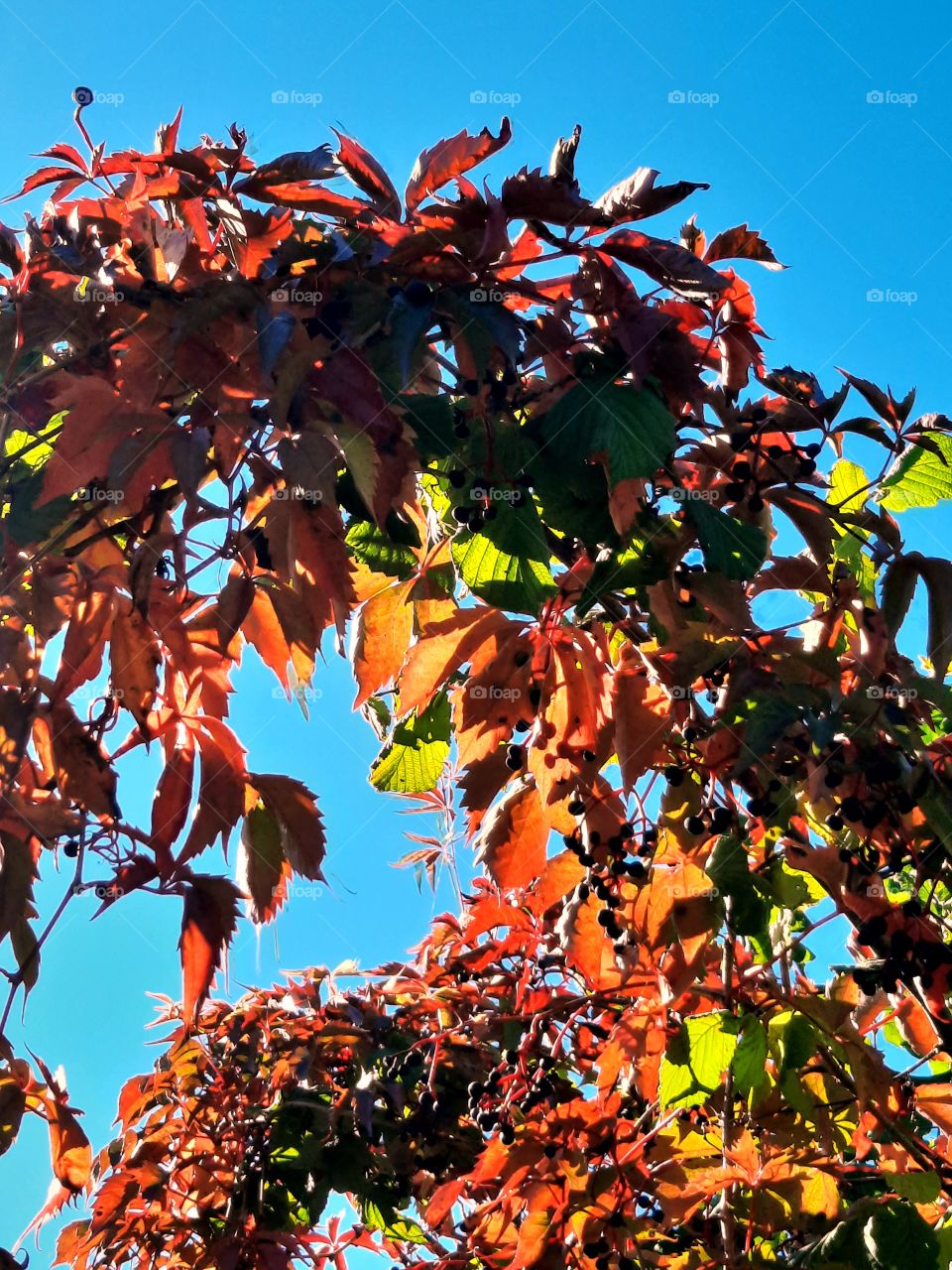 autumn coloured Virginia creeper against blue sky