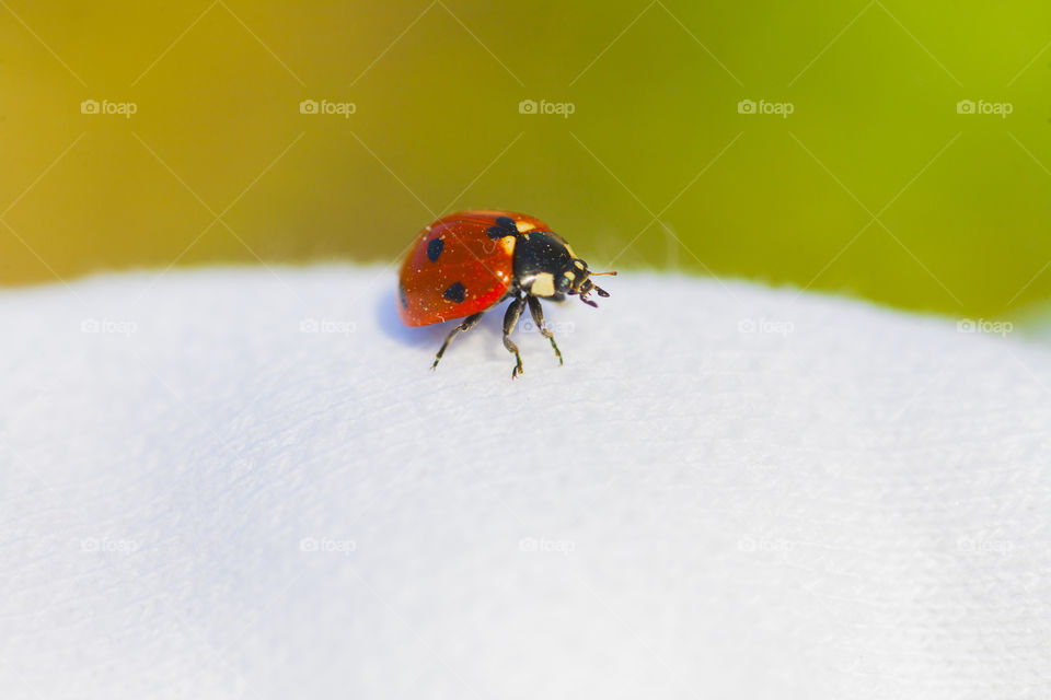 ladybird 