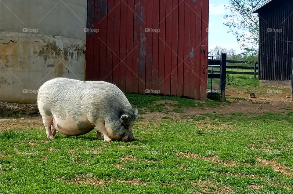 Sunday grazing