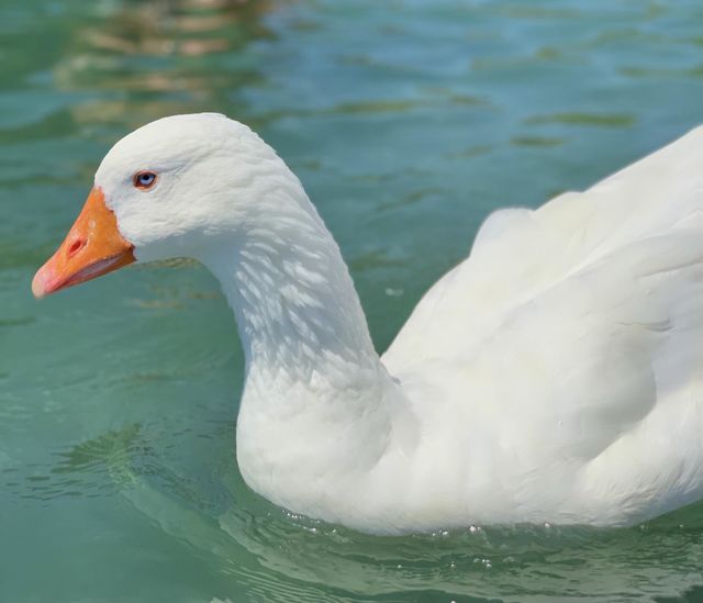 Ducky 
