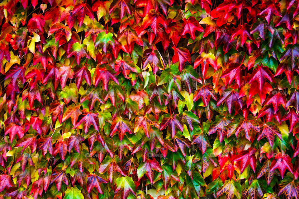 Multicolore leafs background 