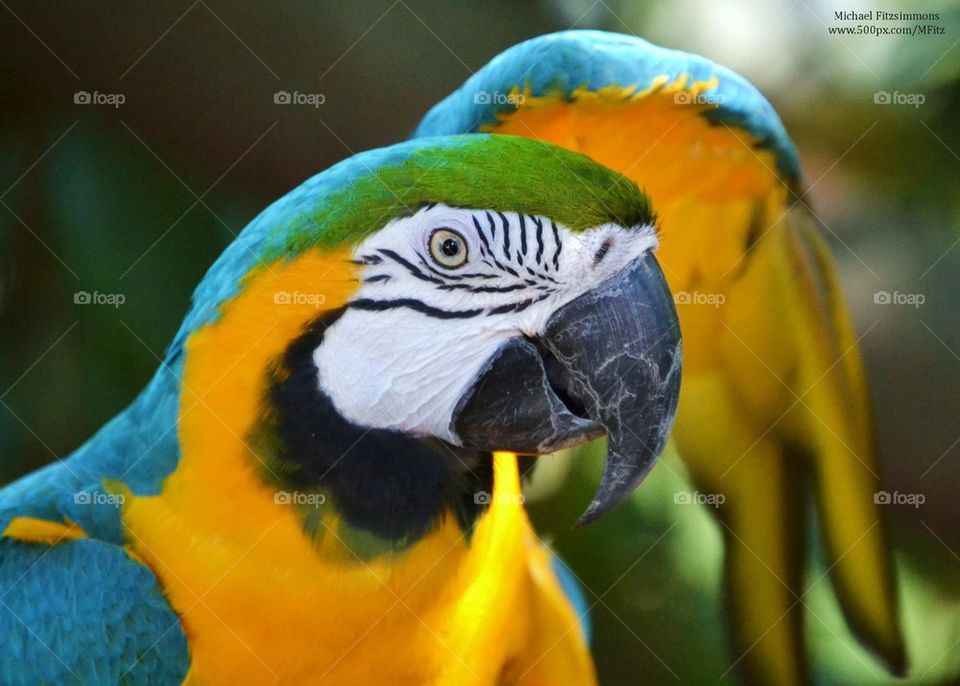 Blue and Yellow Macaw