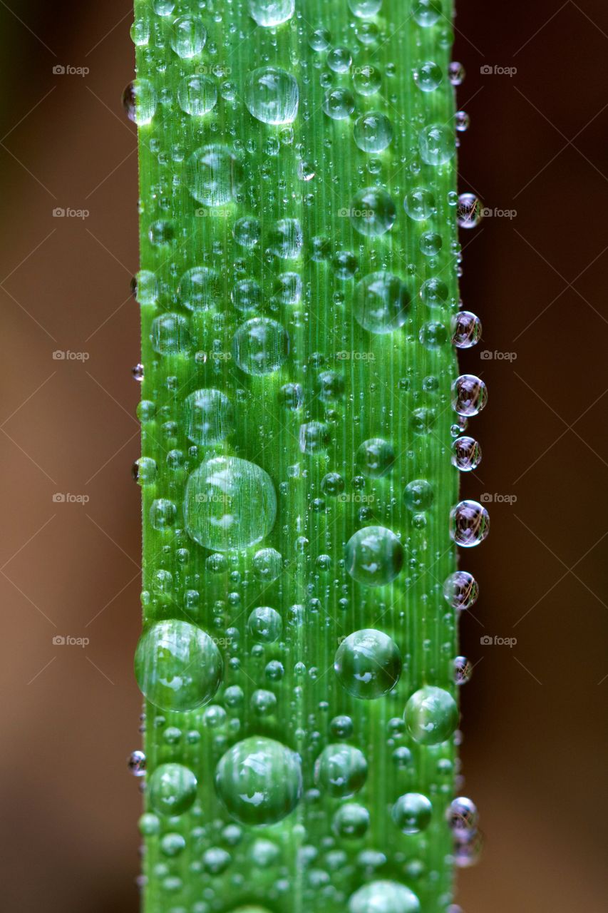 A macro portrait of water droplets on a blade of grass the drops where caused by the morning dew.