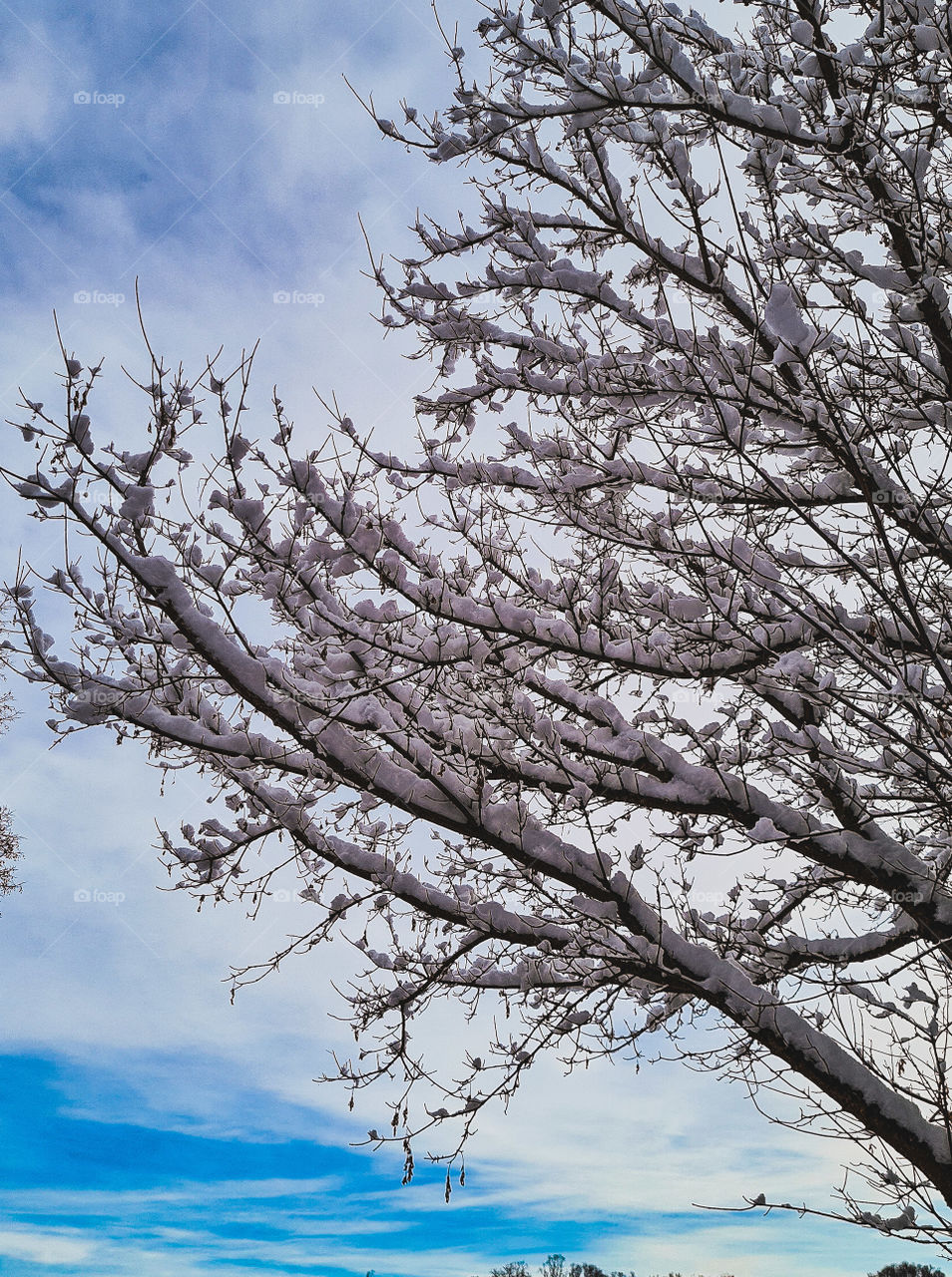 trees and snow