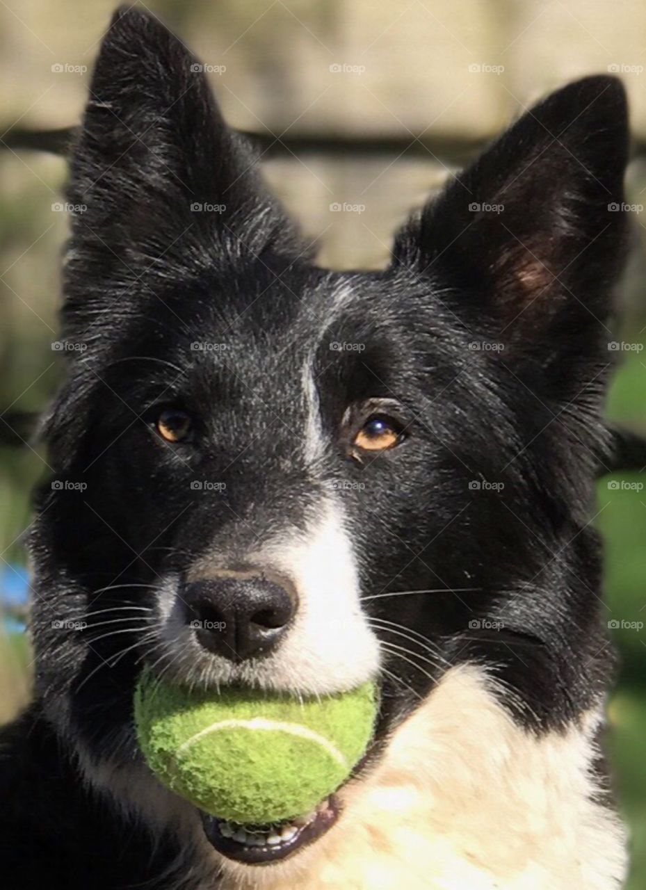 Collie with tennis ball 