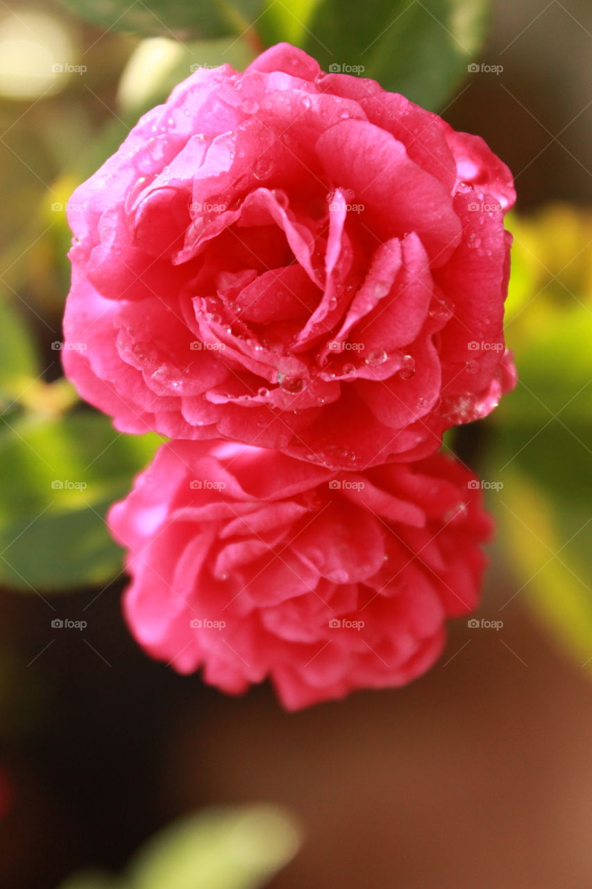 Pink small roses