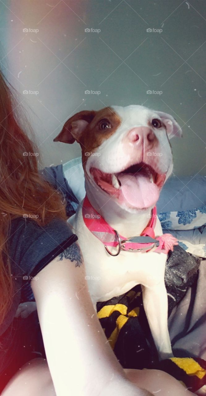 smiling red nose pitbull mostly white dog with red spots