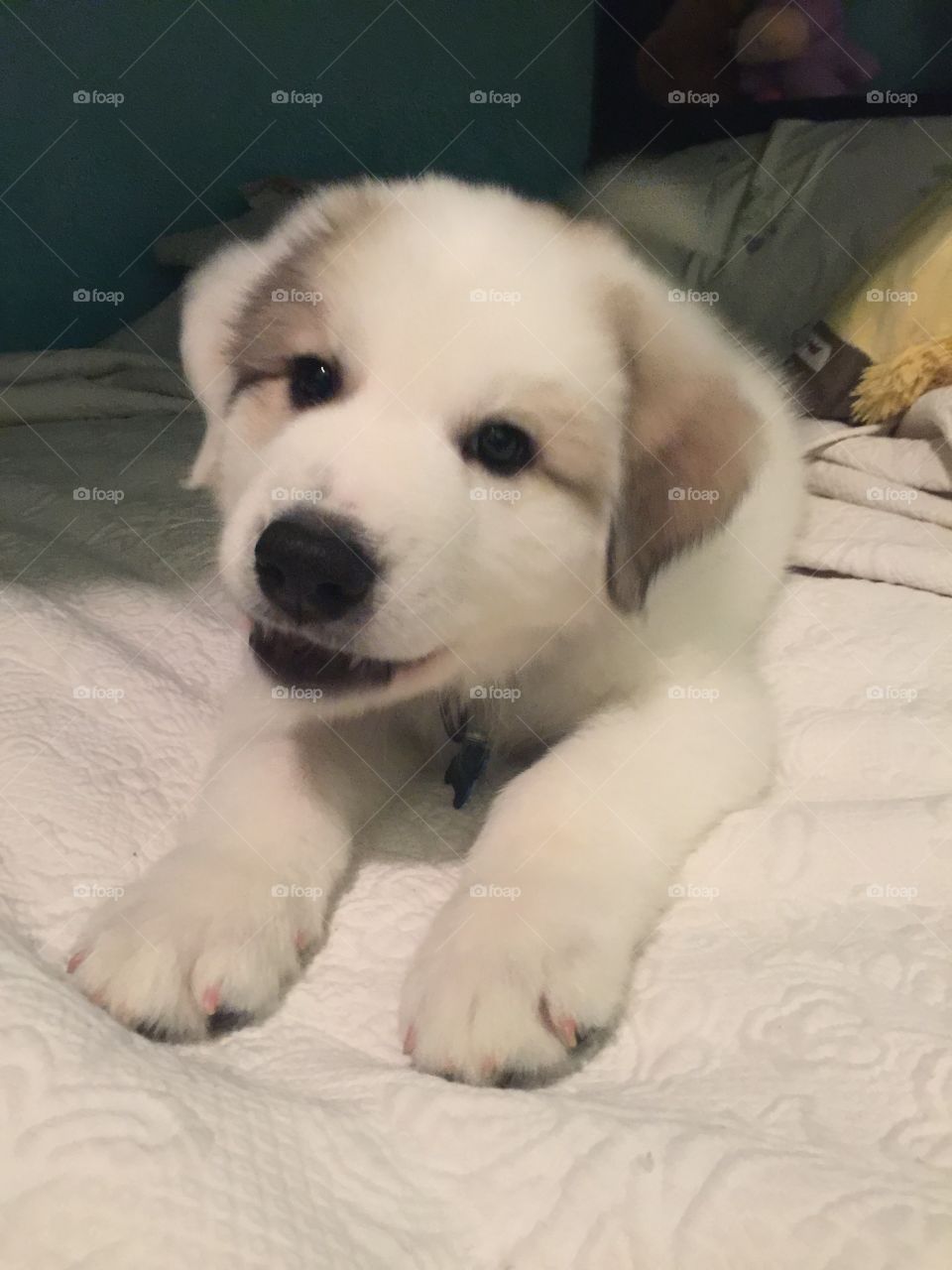 Great Pyrenees’s puppy