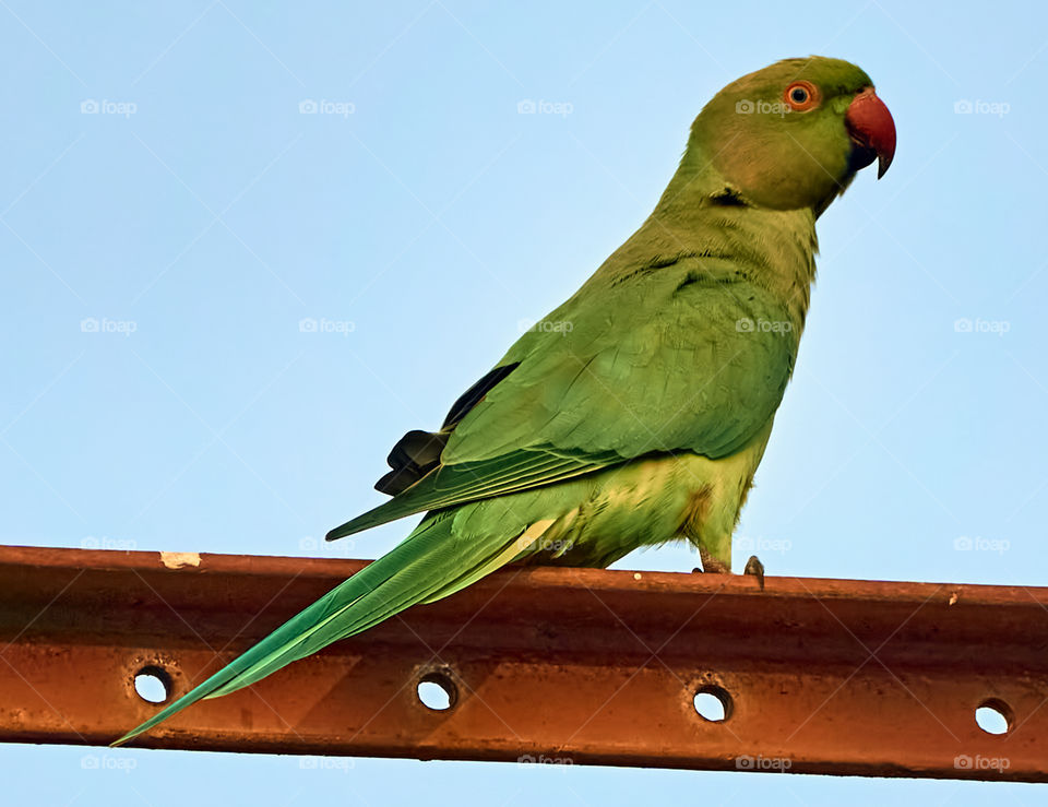 Bird photography  - parrot  closeup