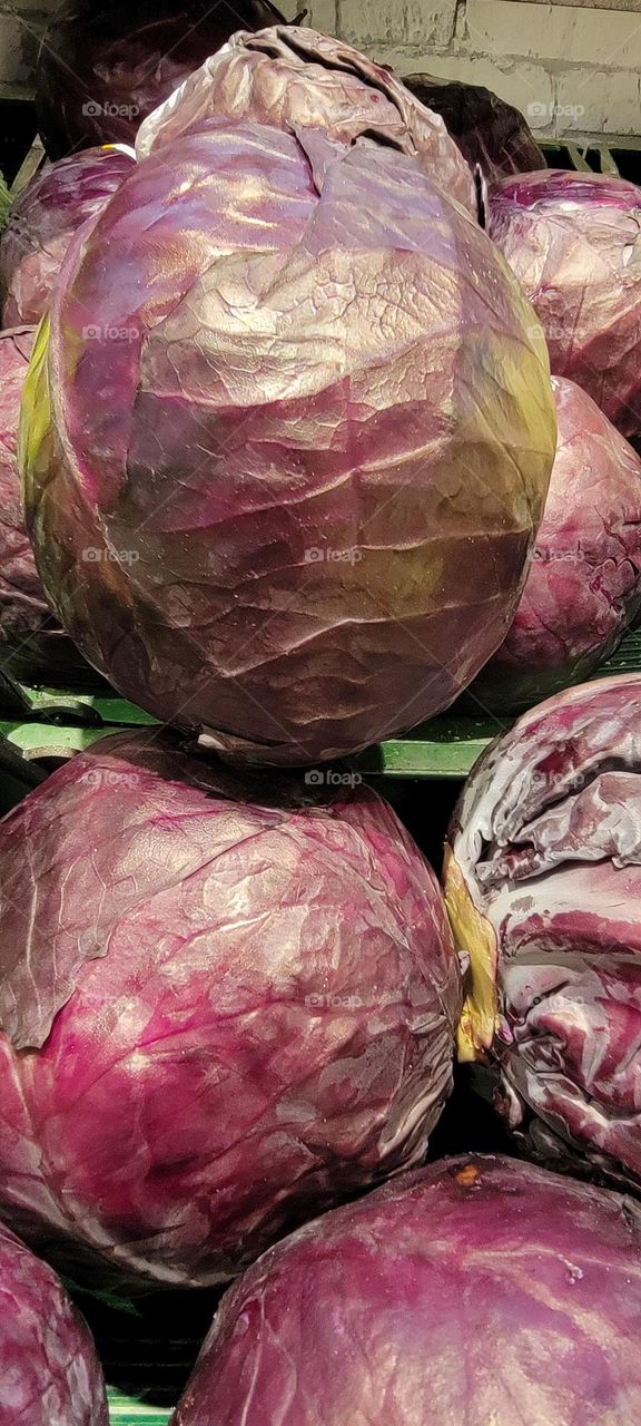 Repolho Roxo