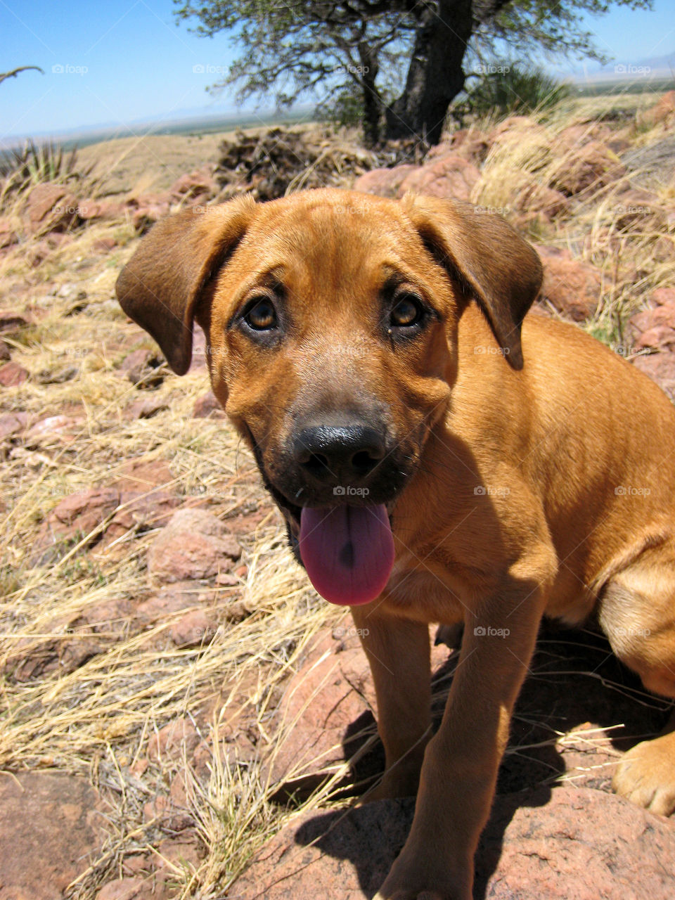 Portrait of a dog