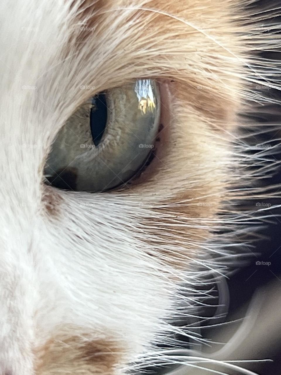 Cats eye