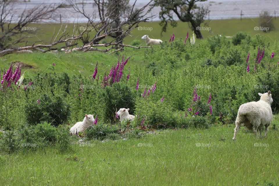 In the valley where lambs run free 