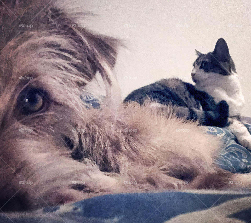 A close up eye of a dog sitting in front of a cat in a bed together