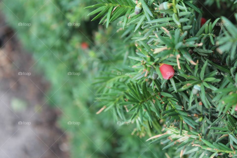 Berry in the bush