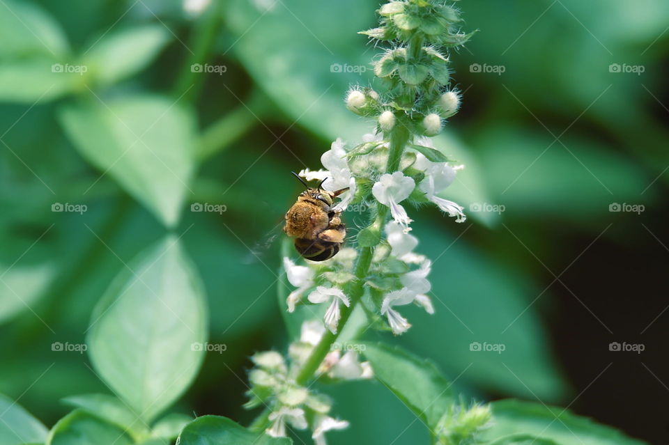 honey bee sucking essence on flower