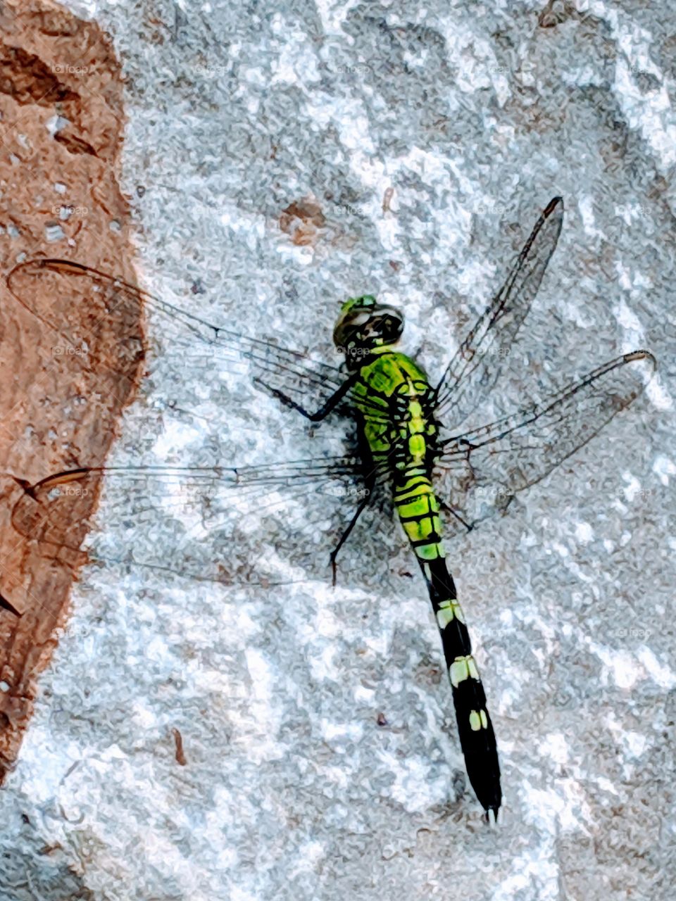 Dragonfly, green and black on stone
