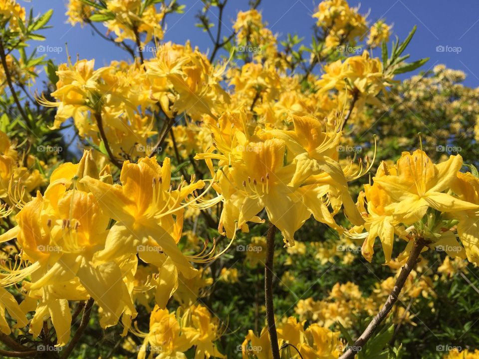 Close-up of yellow flower