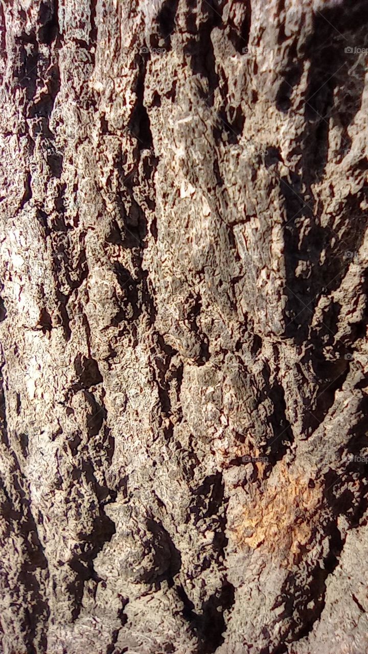 tree trunk bark - corteza de arbol