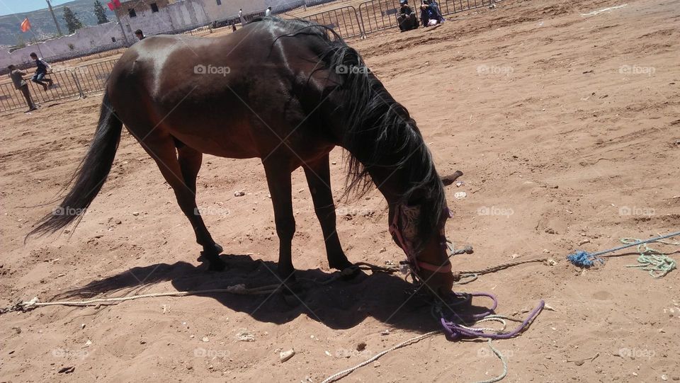 Beautiful brown horse.