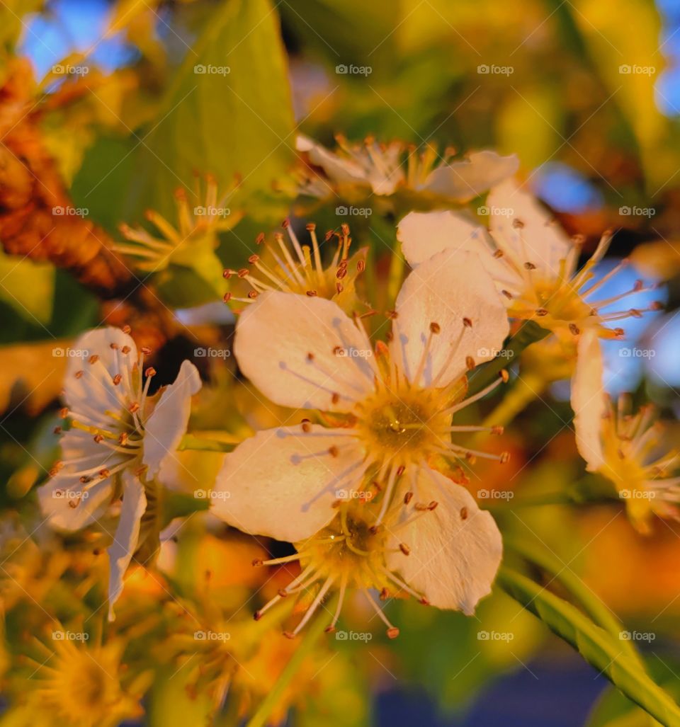 cherry blossoms in the sunrise