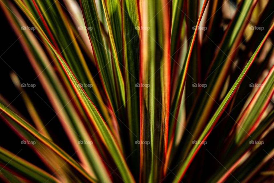 Spring coming. Plant with multicolored leaves