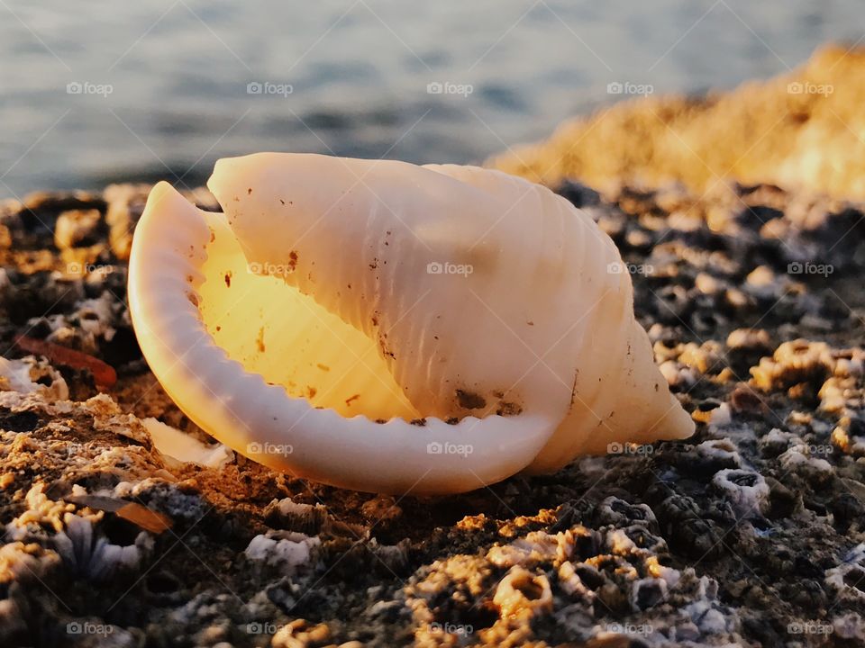 Seashells 