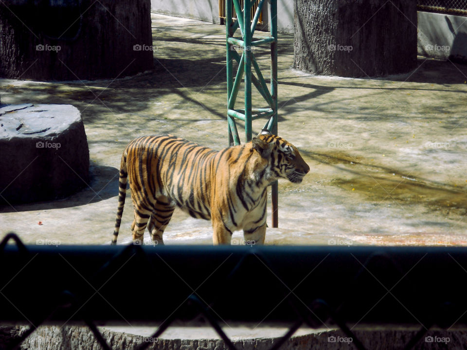 Tiger Zoo