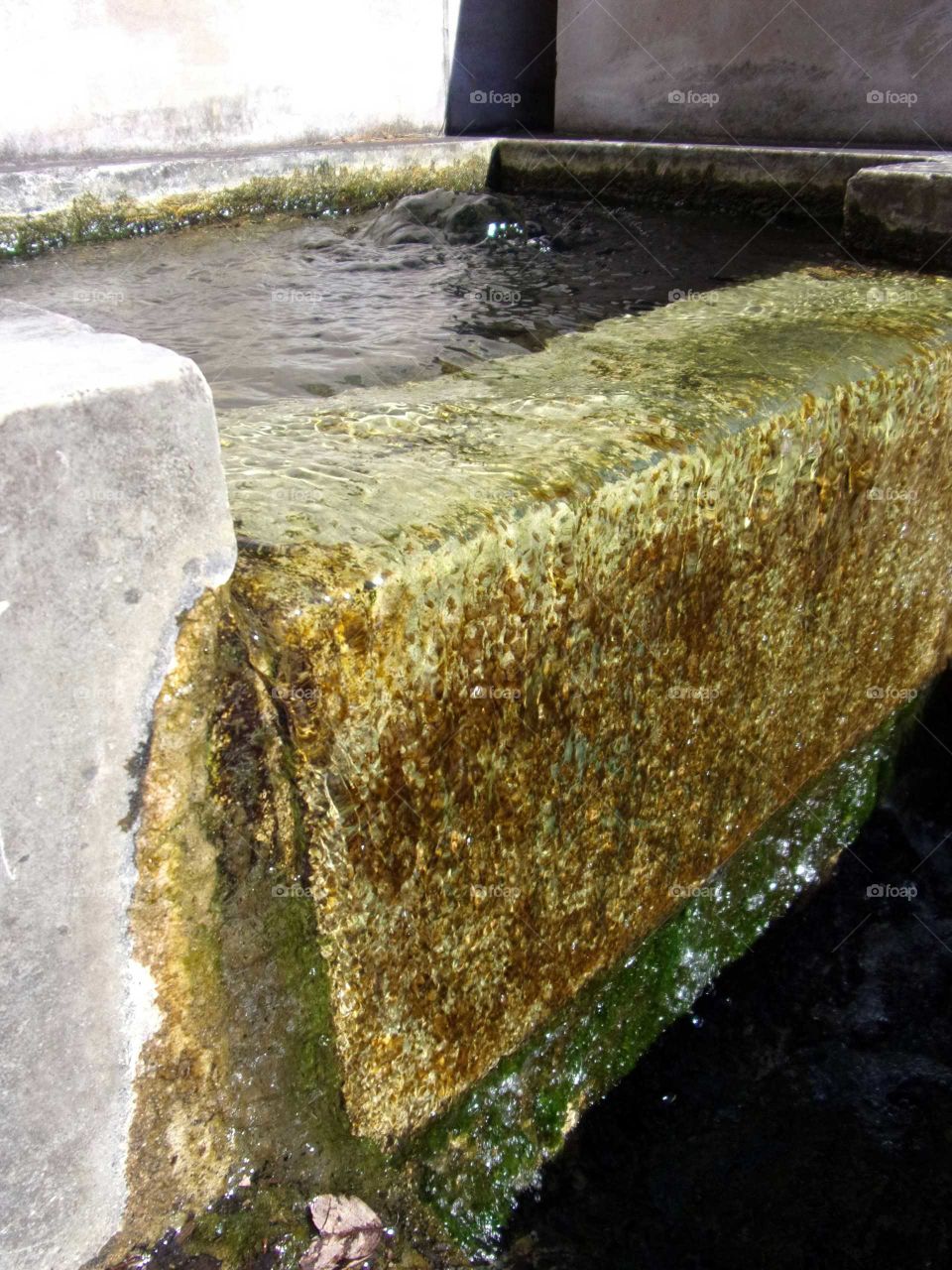 bubbling spring with moss growth