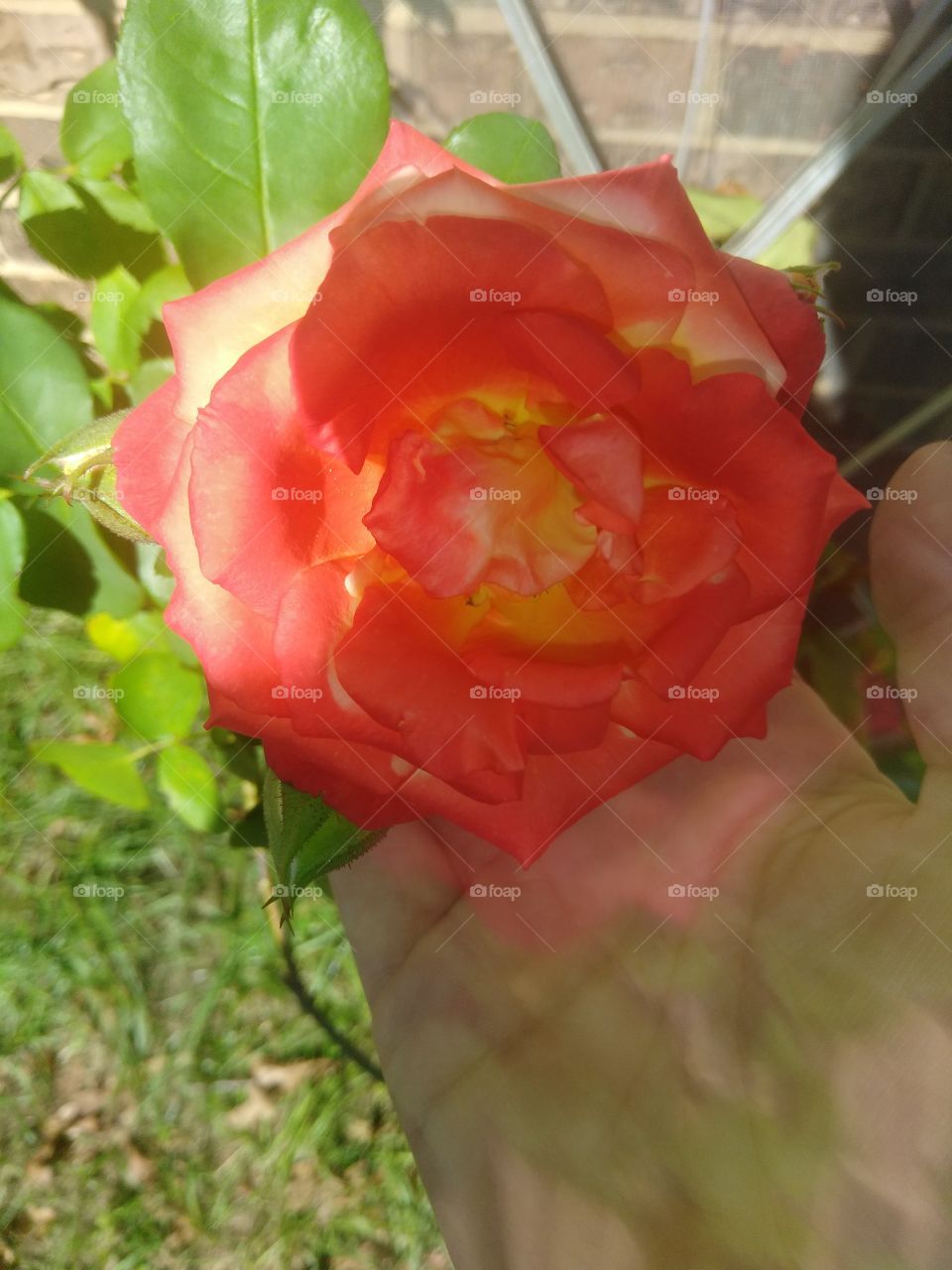 beautiful orangish reddish rose