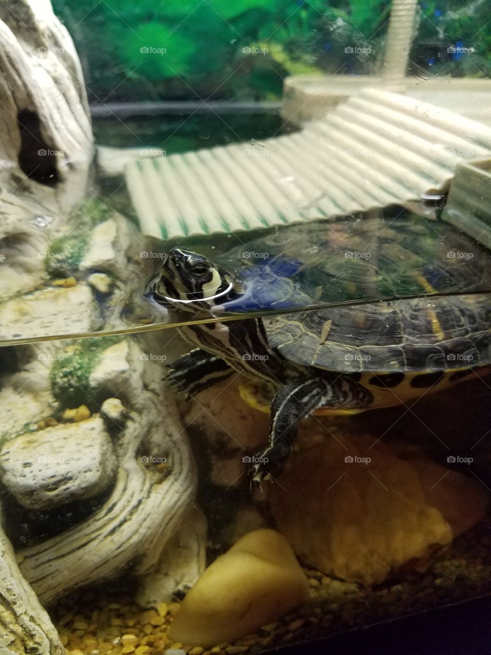 Leonardo Pet Turtle
