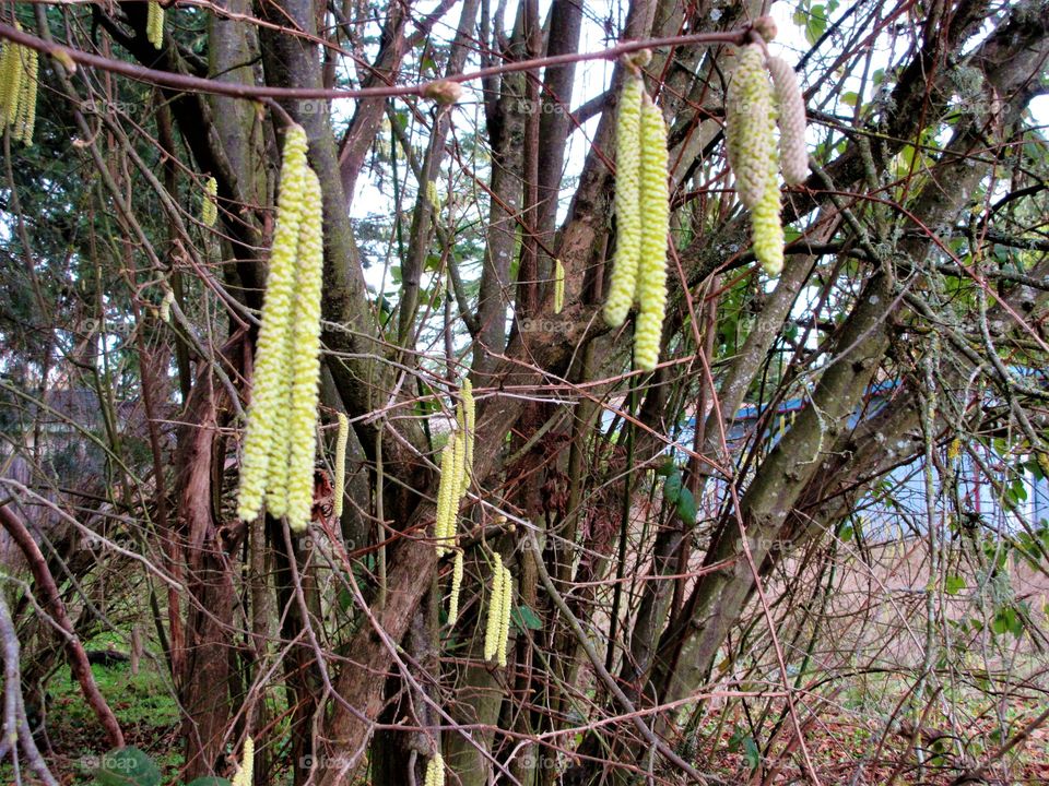hazelnut pollen part