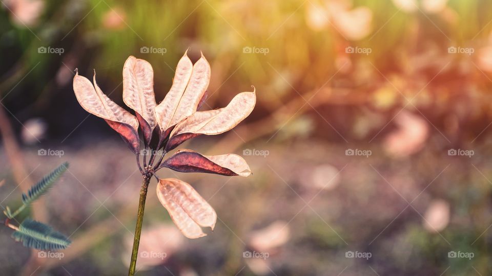Beautiful rind grass flower