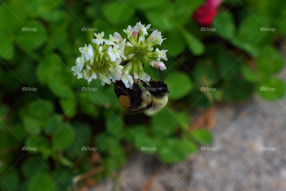 bumble bee gathering nectar from a clover flower