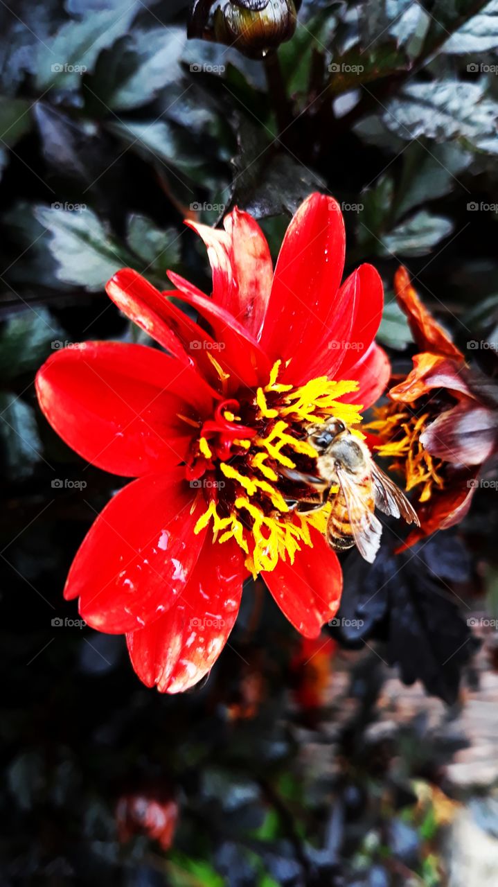 Bee on Flower