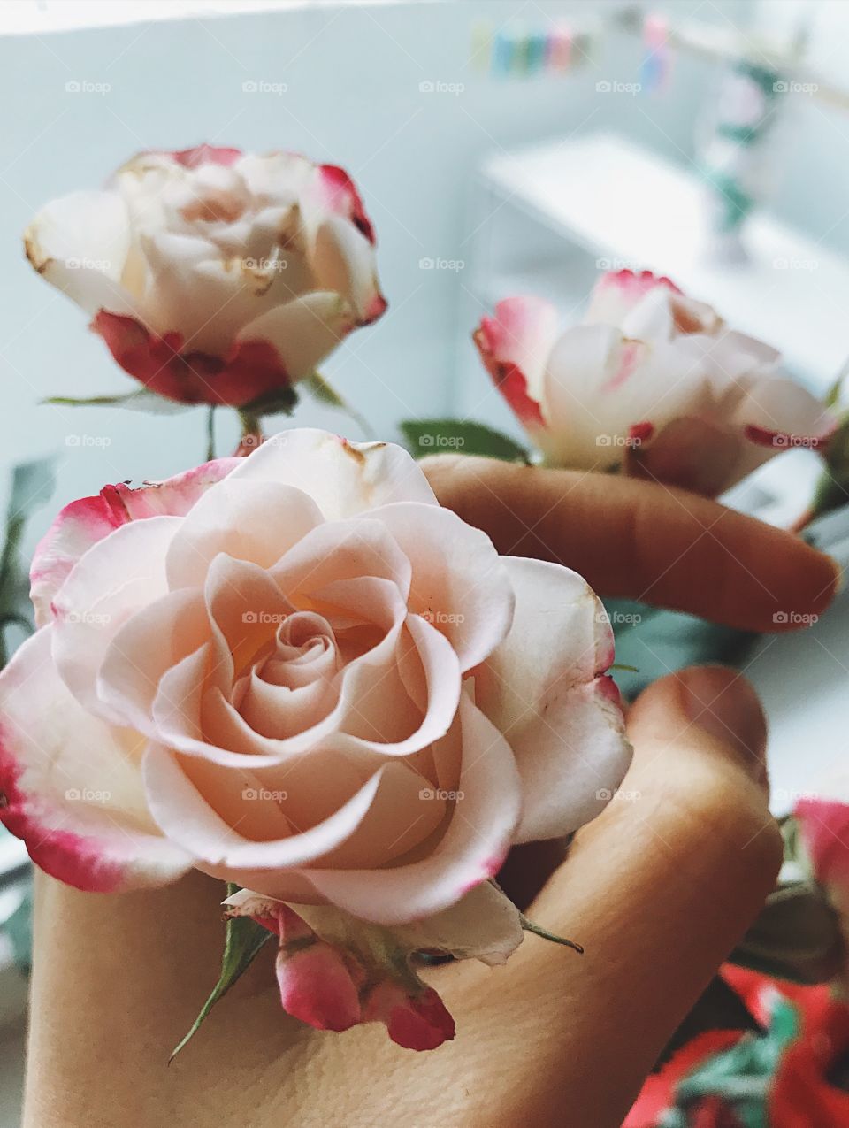 Flower, Rose, Love, Wedding, Romance